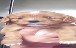 Cavapoo dogs for sale: LITTER OF BEAUTIFUL F2 CAVAPOOS  - Image 5