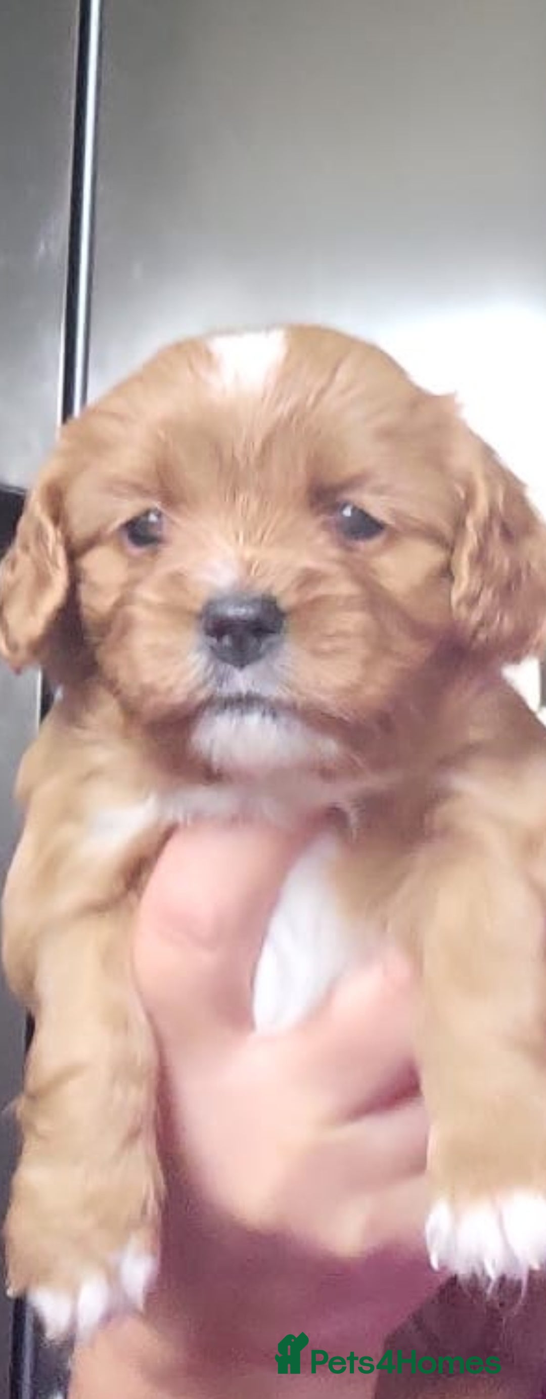 Cavapoo dogs for sale: LITTER OF BEAUTIFUL F2 CAVAPOOS  - Image 5