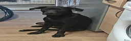 Mixed Breed dogs for sale: Male puppy for sale  in Nuneaton - Advert 4