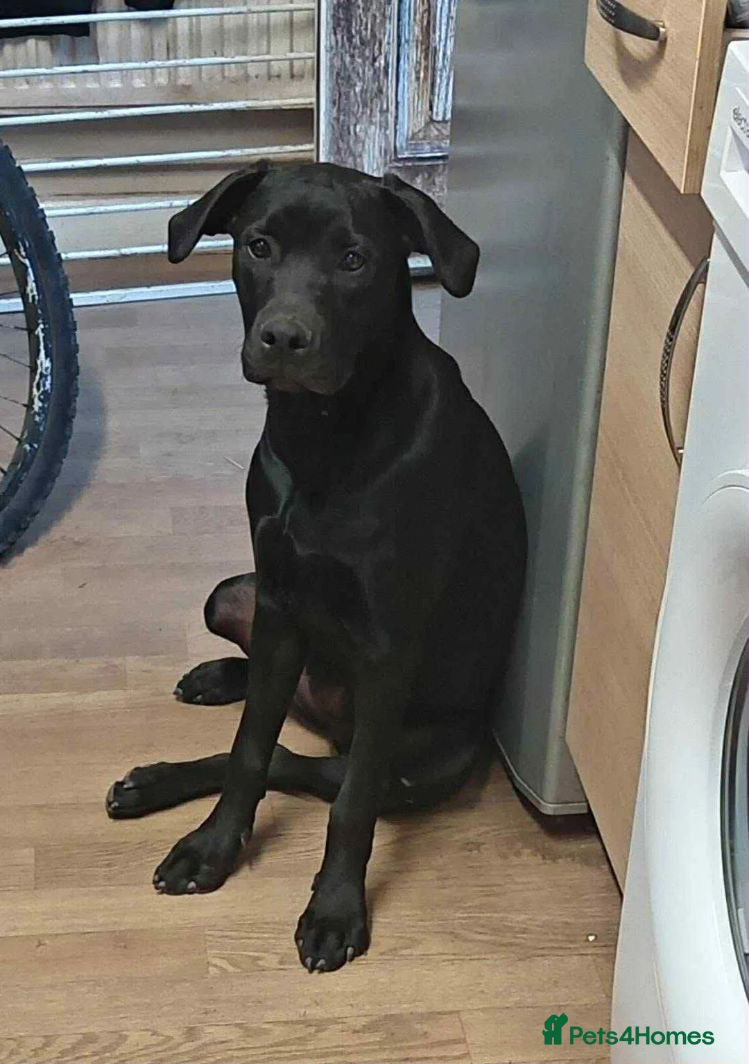 Mixed Breed dogs for sale: Male puppy for sale  in Nuneaton - Advert 4