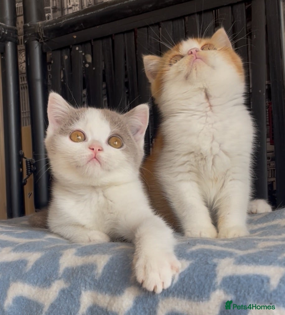 British Shorthair cats Beautiful BSH champion line two boys  - Advert 1