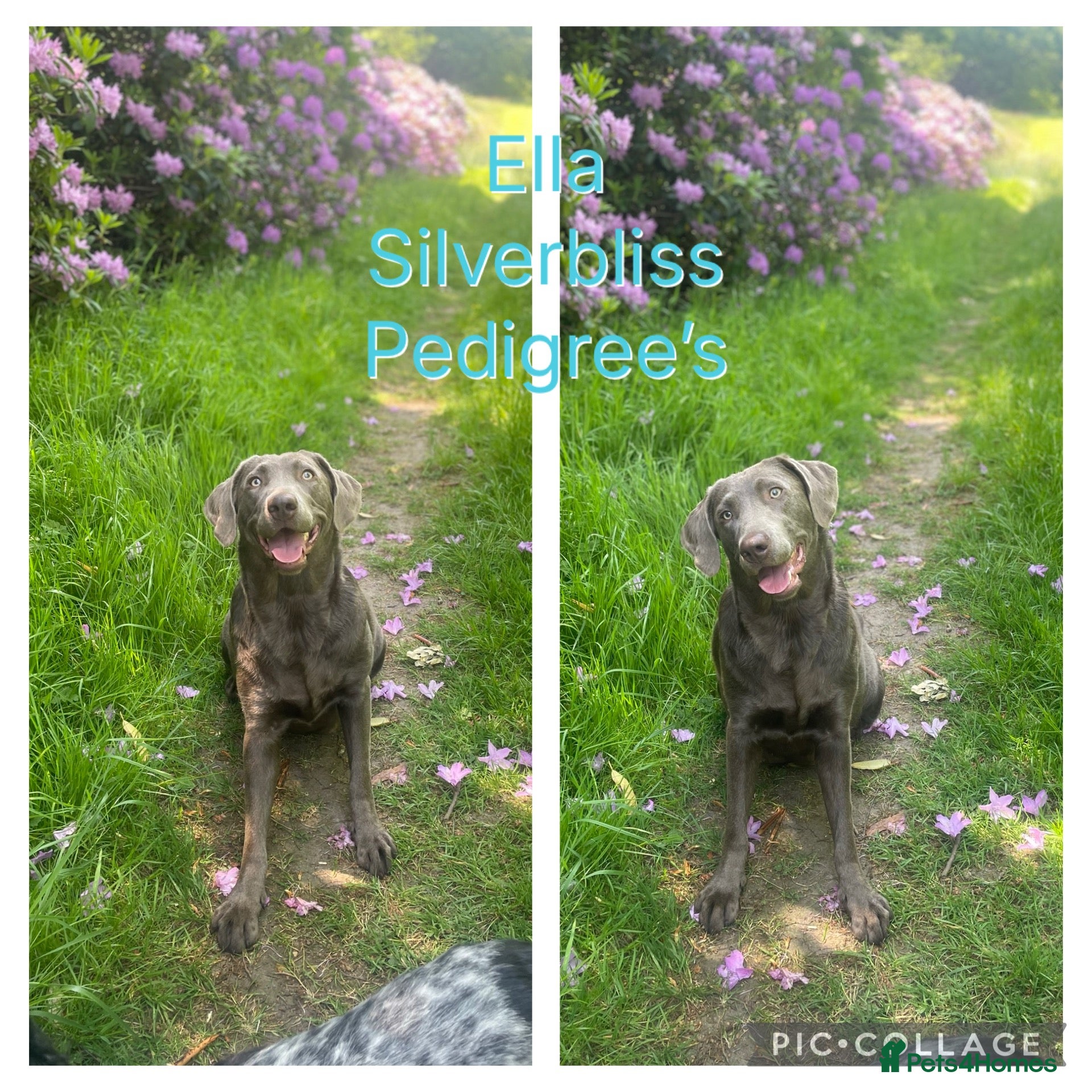 Labrador Retriever dogs for sale: 🌸Extensively health tested KC silver Labrador’s🌸 - Advert 1