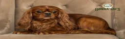 Cavalier King Charles Spaniel dogs for stud: Donnajays 5⭐️health tested proven  - Advert 9
