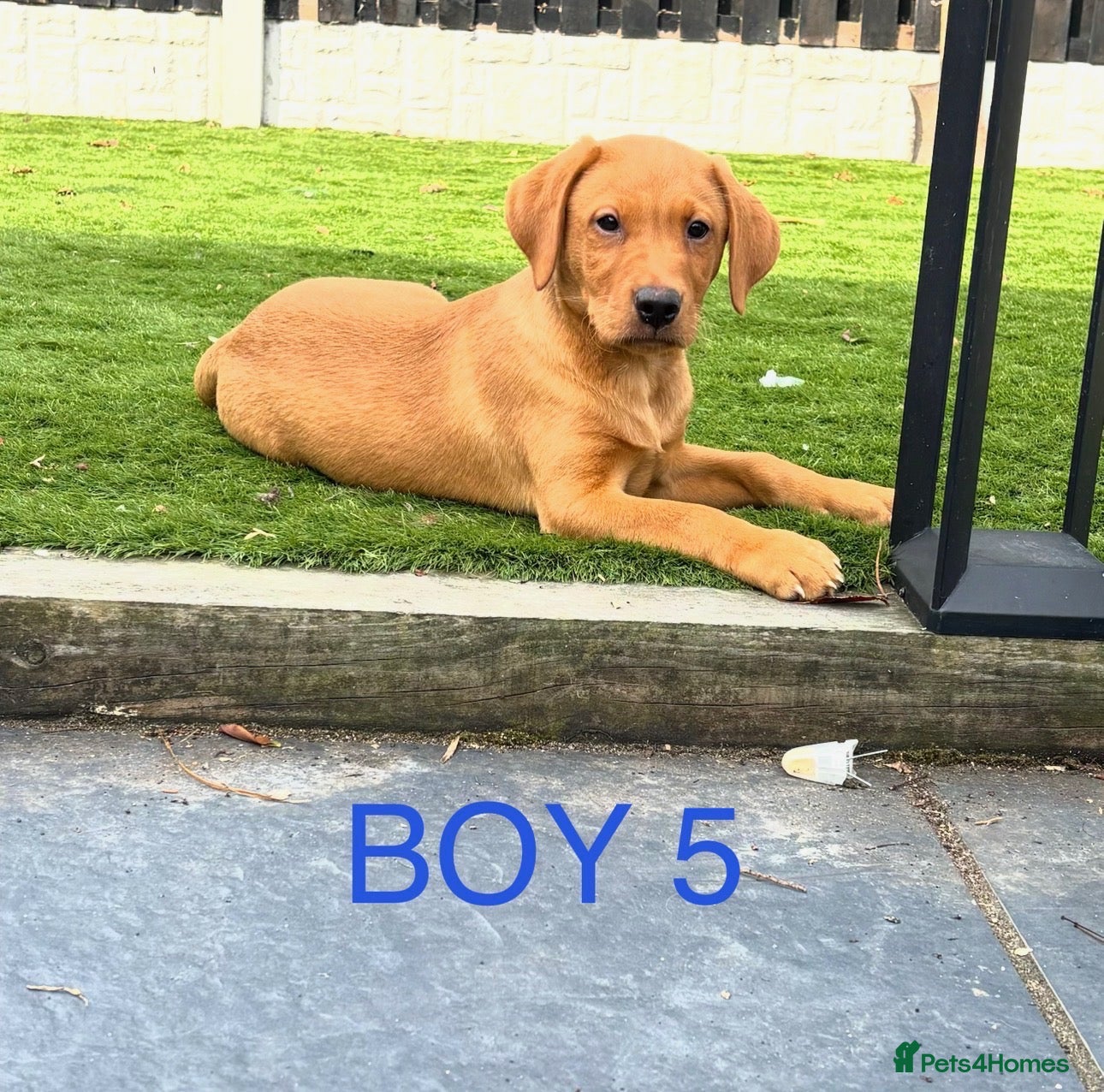 Labrador Retriever dogs 🐾 6 Red Fox Labrador Puppies 🐾 - Advert 1