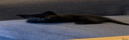 Mixed Breed cats for sale: 2 Beautiful, friendly kittens in Chichester - Advert 4