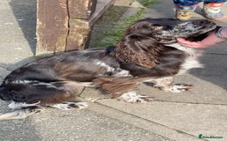 Cocker Spaniel dogs for sale: Beautiful litter of working cocker spaniel puppy’s - Image 16