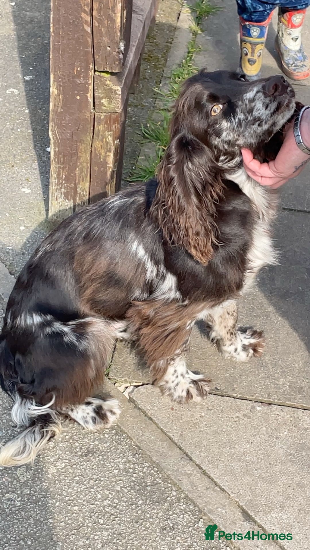 Cocker Spaniel dogs for sale: Beautiful litter of working cocker spaniel puppy’s - Image 16