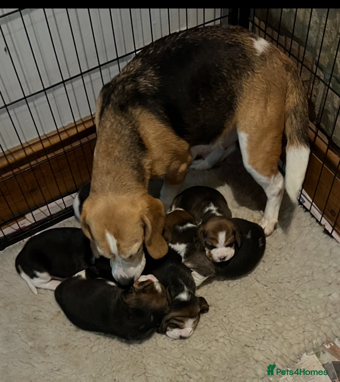 Beagle dogs for sale: Champion Bred Puppies (KC Reg) - Advert 2
