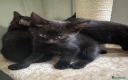 Mixed Breed cats for sale: 4 Female Ghost Tabby’s For Sale - Image 3