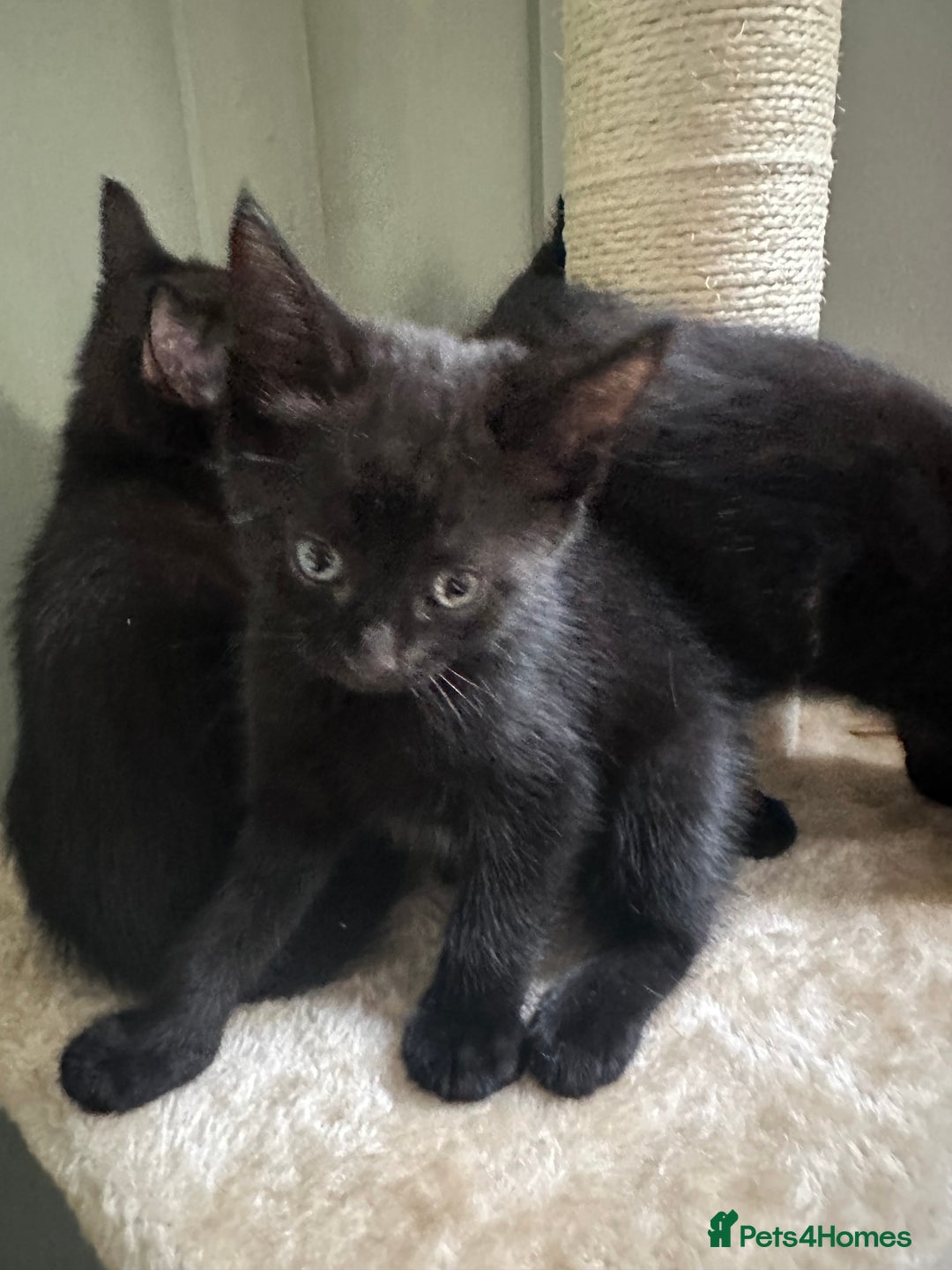 Mixed Breed cats for sale: 4 Female Ghost Tabby’s For Sale - Image 3