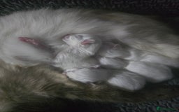 Ragdoll cats for sale: Ragdol KITTENS 😸 ♥️  - Image 13