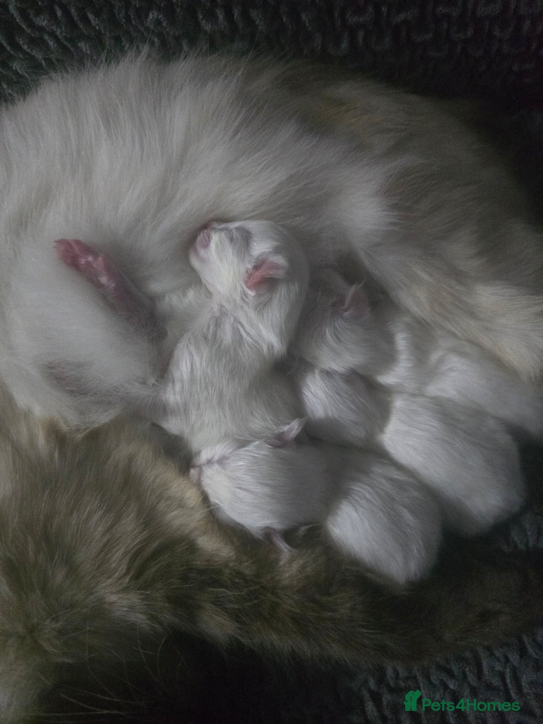 Ragdoll cats for sale: Ragdol KITTENS 😸 ♥️  - Image 13