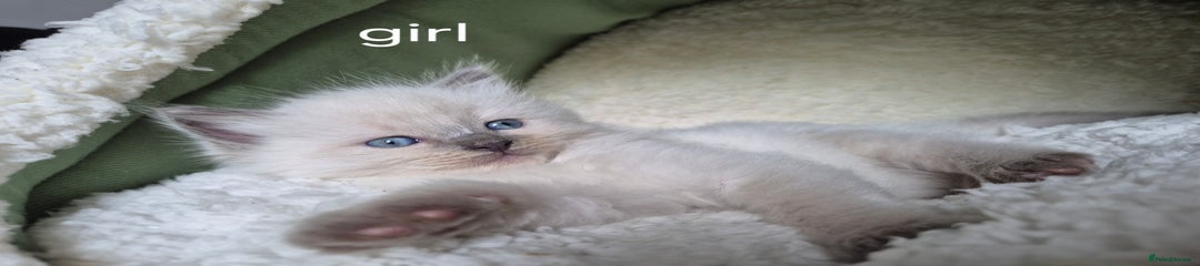 Ragdoll Kitten 4