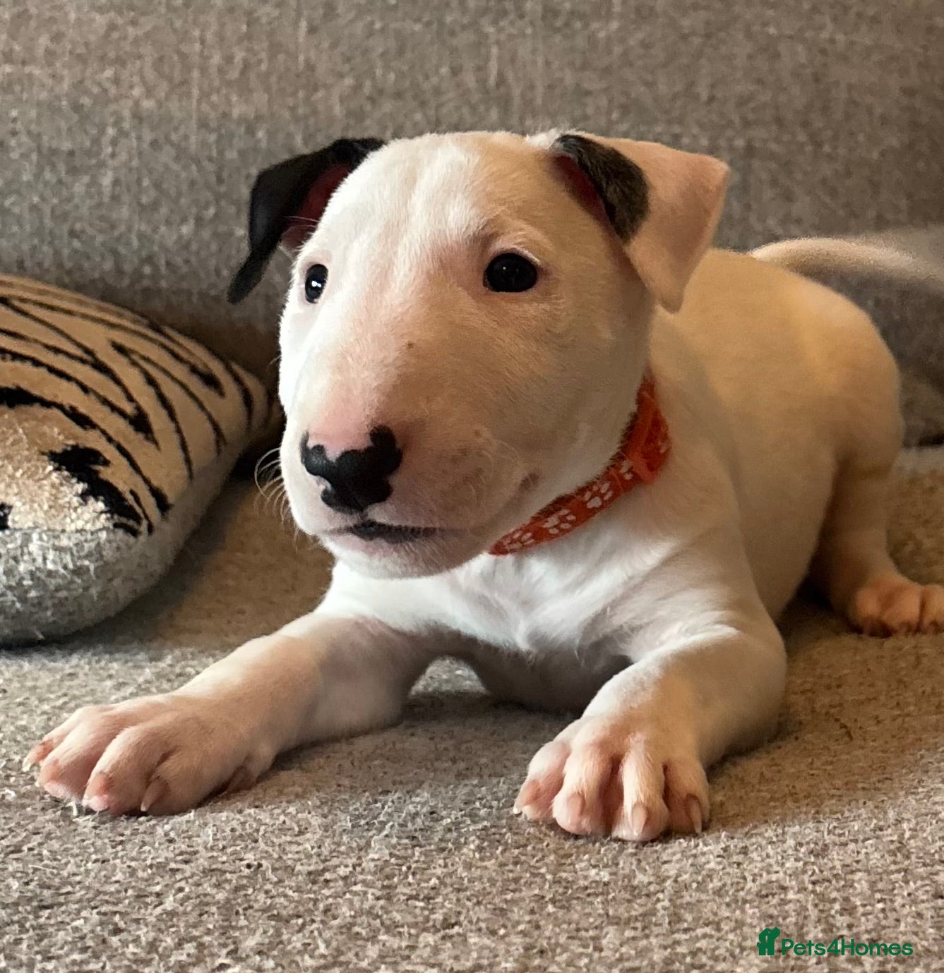 English Bull Terrier dogs Beautiful bullterrier female  - Advert 1
