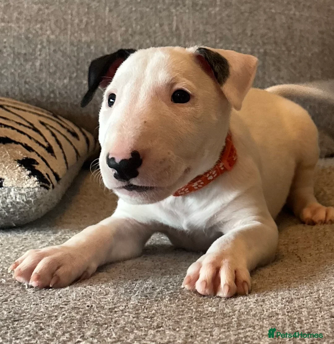 English Bull Terrier dogs for sale: Beautiful bullterrier female  - Advert 1