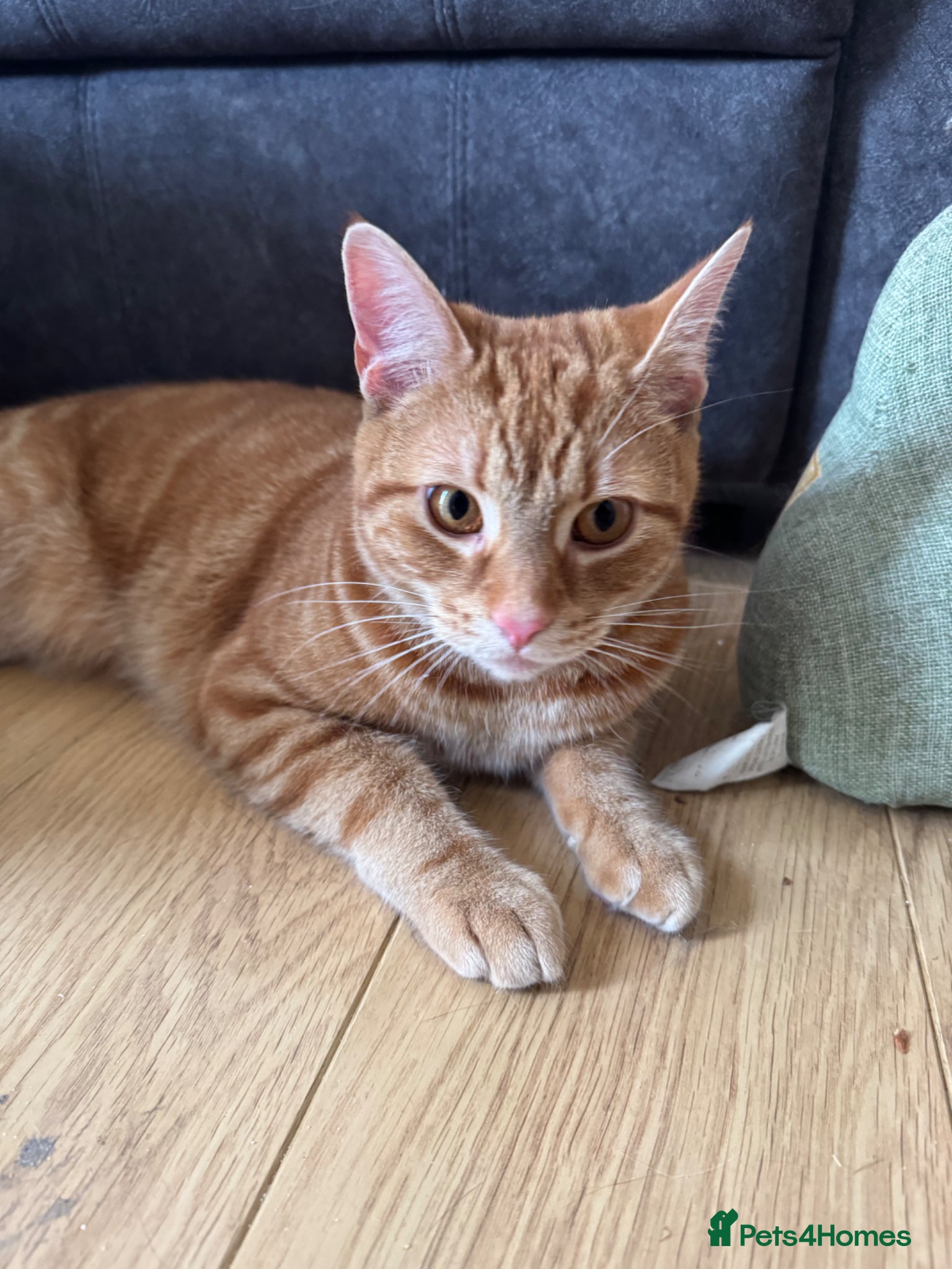 Domestic Shorthair cats Tabby - beautiful boy - Advert 9