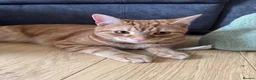 Domestic Shorthair cats for sale: Tabby - beautiful boy - Advert 1
