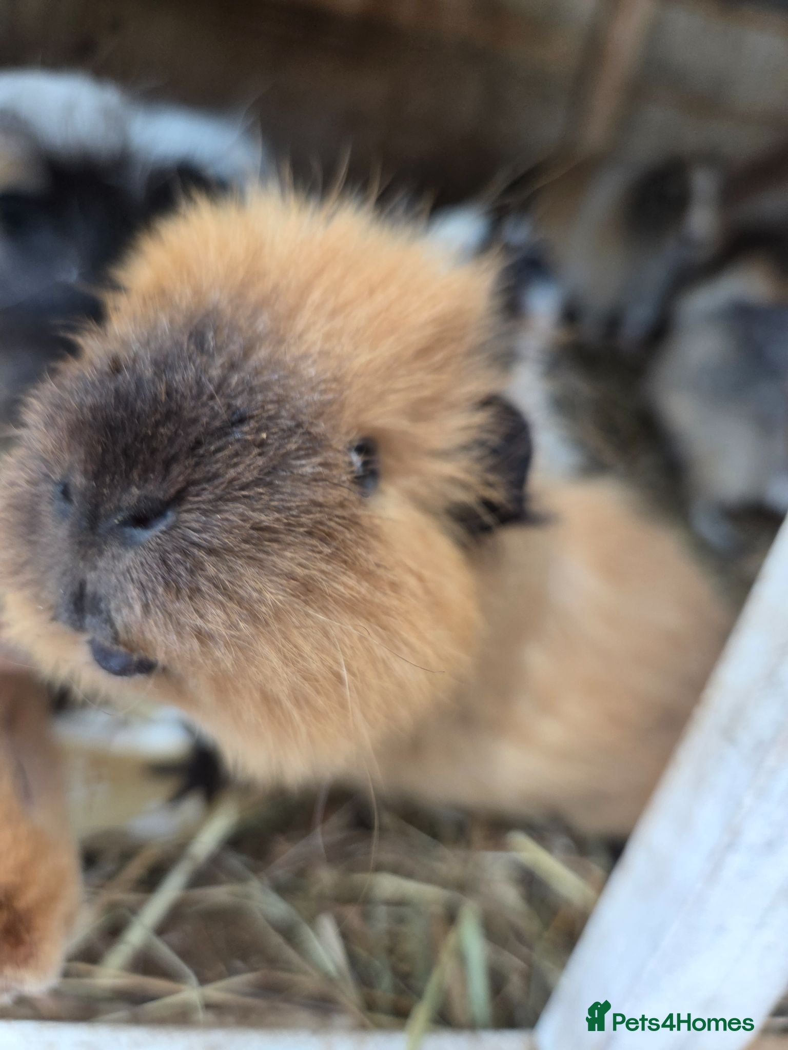 Guinea Pig rodents Young guinea pigs looking for new homes - Advert 1
