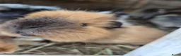 Guinea Pig rodents for sale: Young guinea pigs looking for new homes - Advert 1