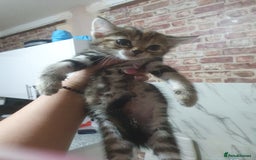 Mixed Breed cats for sale: Miss sijanda  - Image 35
