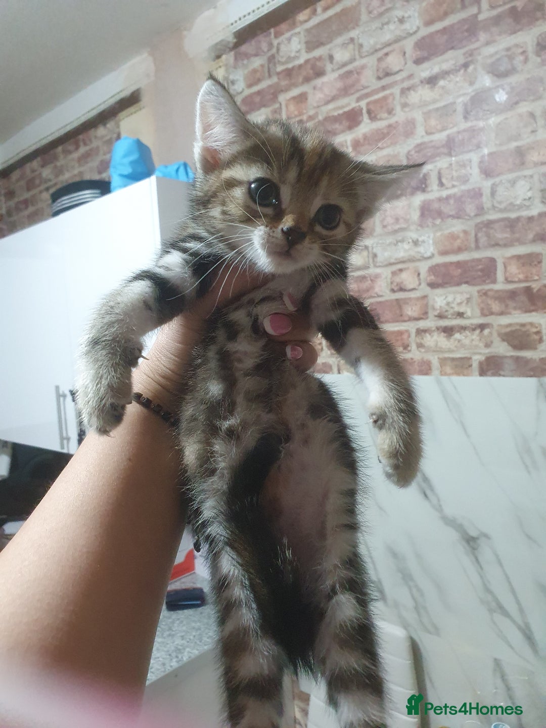Mixed Breed cats for sale: Miss sijanda  - Image 35