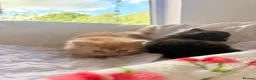 Persian cats for sale: Beautiful Persian/ Exotic kittens 🩵🩷 - Advert 10