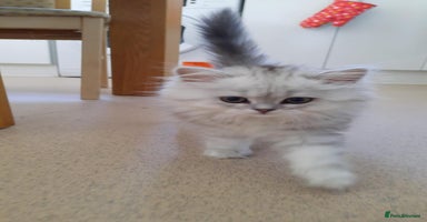 Persian cats - Advert 4