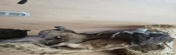 Bearded Dragon reptiles for sale: BEARDED DRAGONS TINT OF RED  - Advert 6