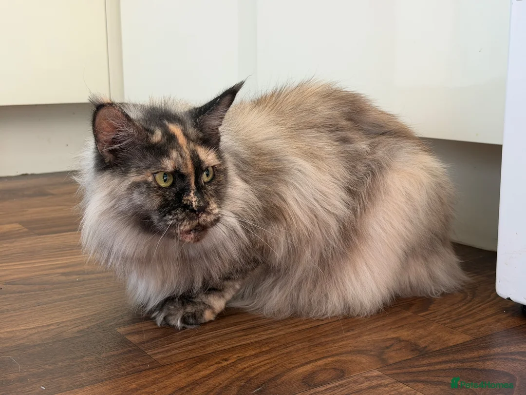 Maine Coon cats for sale: MaineCoon ACTIVE Girl Available | Full Registered  - Advert 2