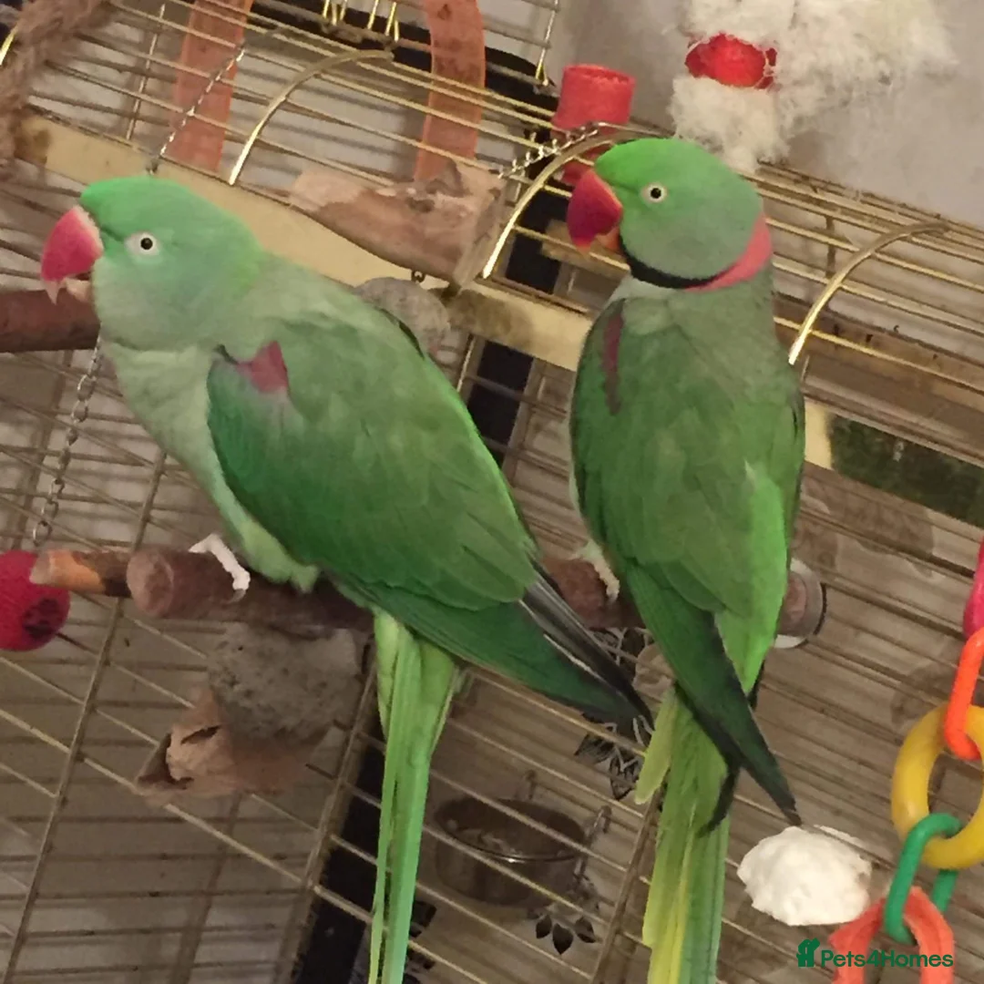 Parakeets birds for sale: 2 x Alexandrine parakeets in Rotherham - Advert 1
