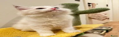 Ragdoll 2