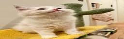 Ragdoll cats for sale: TICA Registered Ragdoll - Advert 10