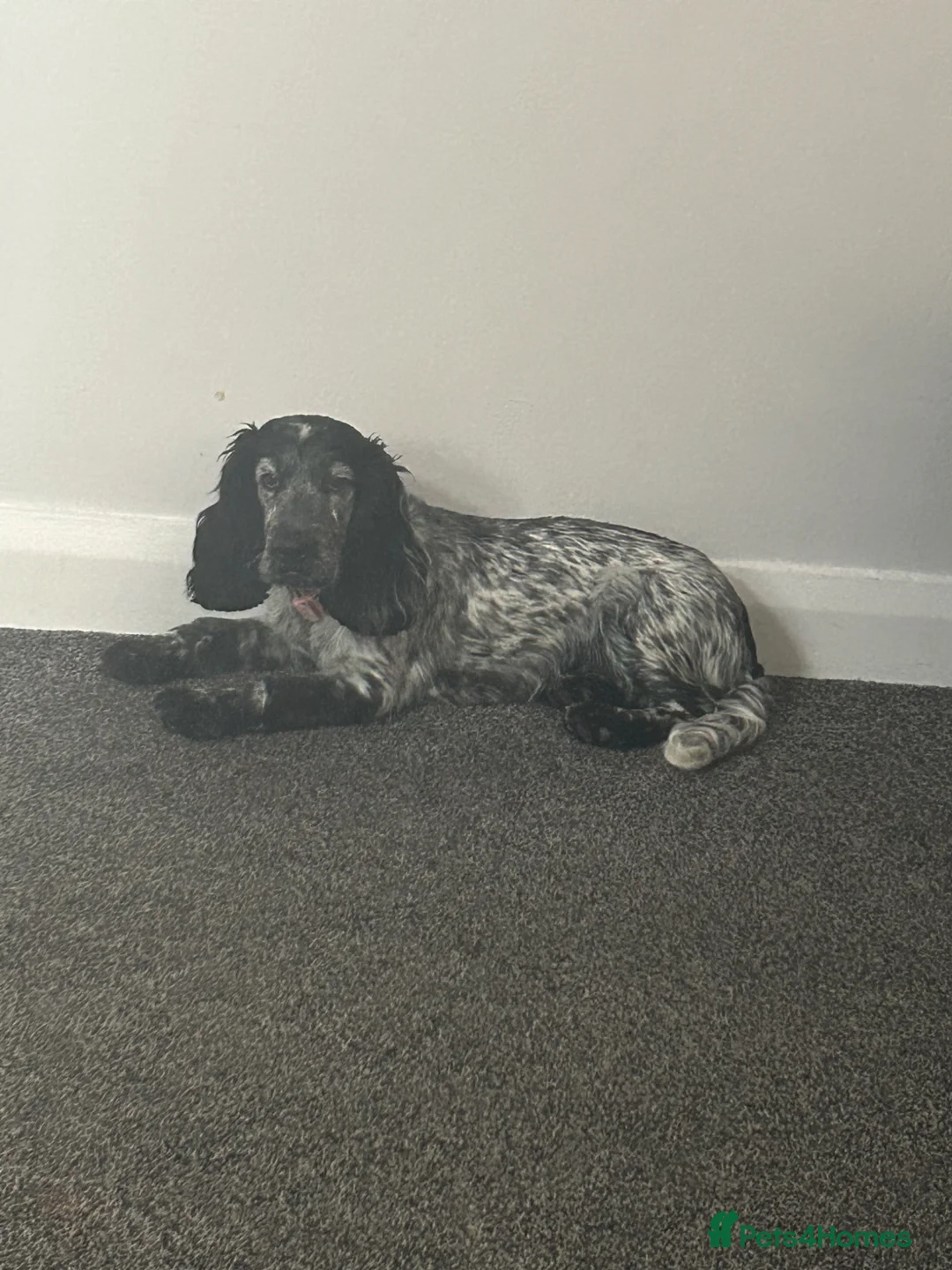 Cocker Spaniel dogs for sale: English cocker spaniel - Advert 2