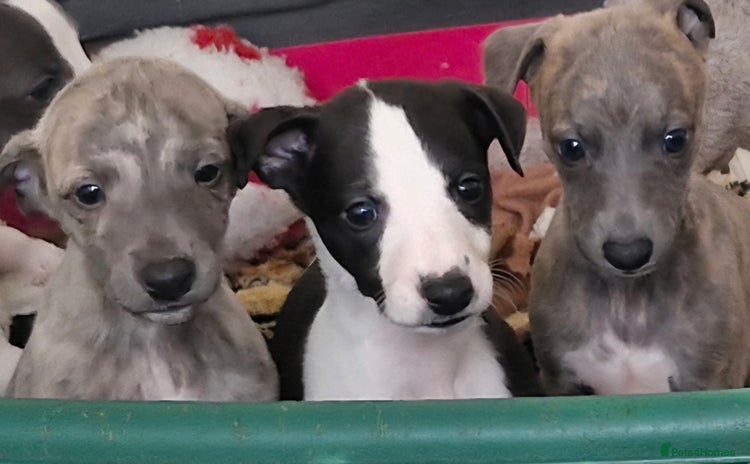 Whippet dogs - Advert 1