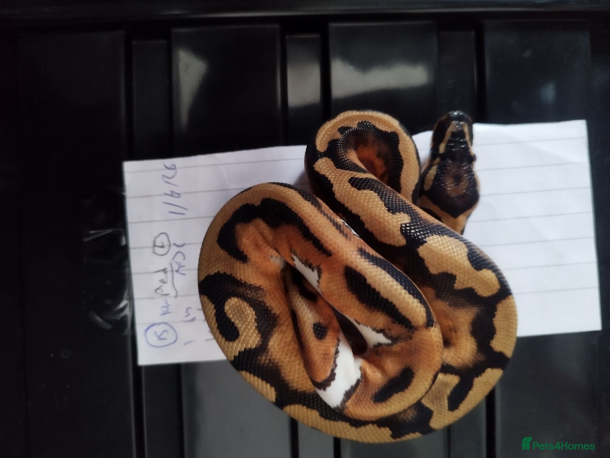 Python Snake reptiles Royal pythons!! All snakes £50 each last few left - Advert 23