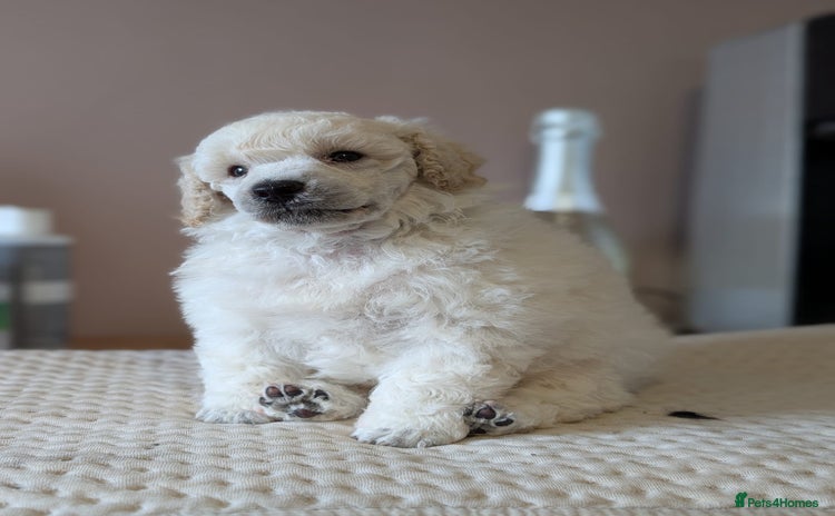 Miniature Poodle dogs - Advert 6