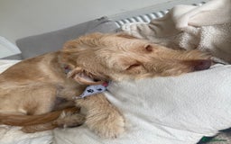 Labradoodle dogs for sale: 11 month old Miniature Labradoodle Bonnie  - Image 4