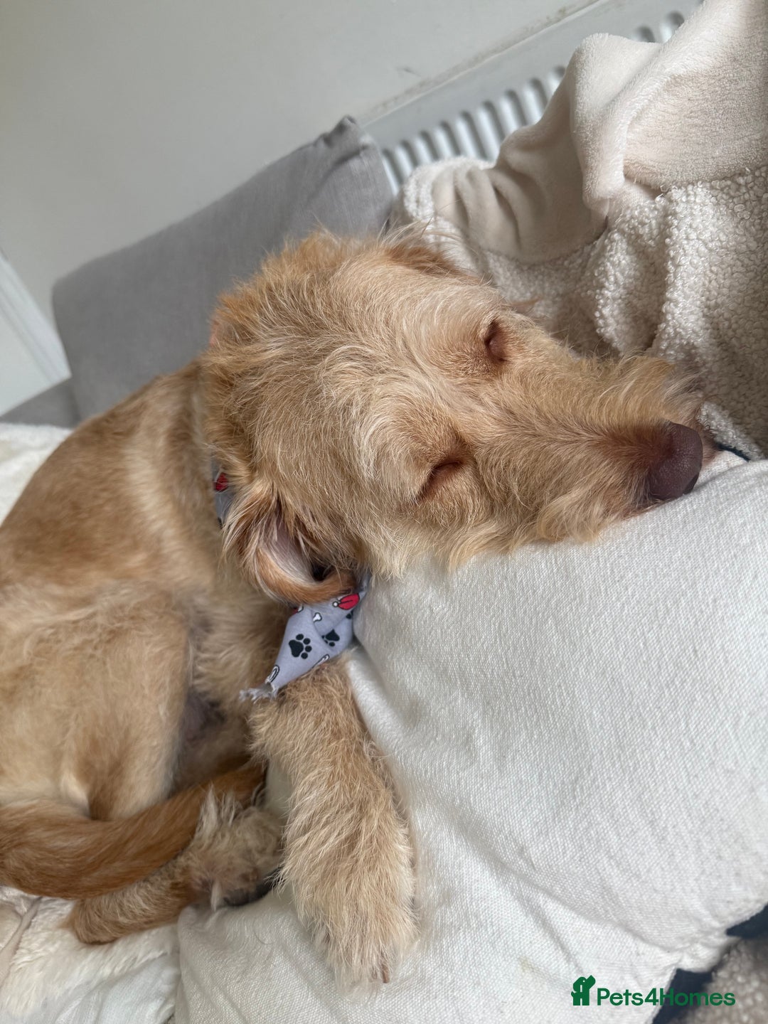 Labradoodle dogs for sale: 11 month old Miniature Labradoodle Bonnie  - Image 4