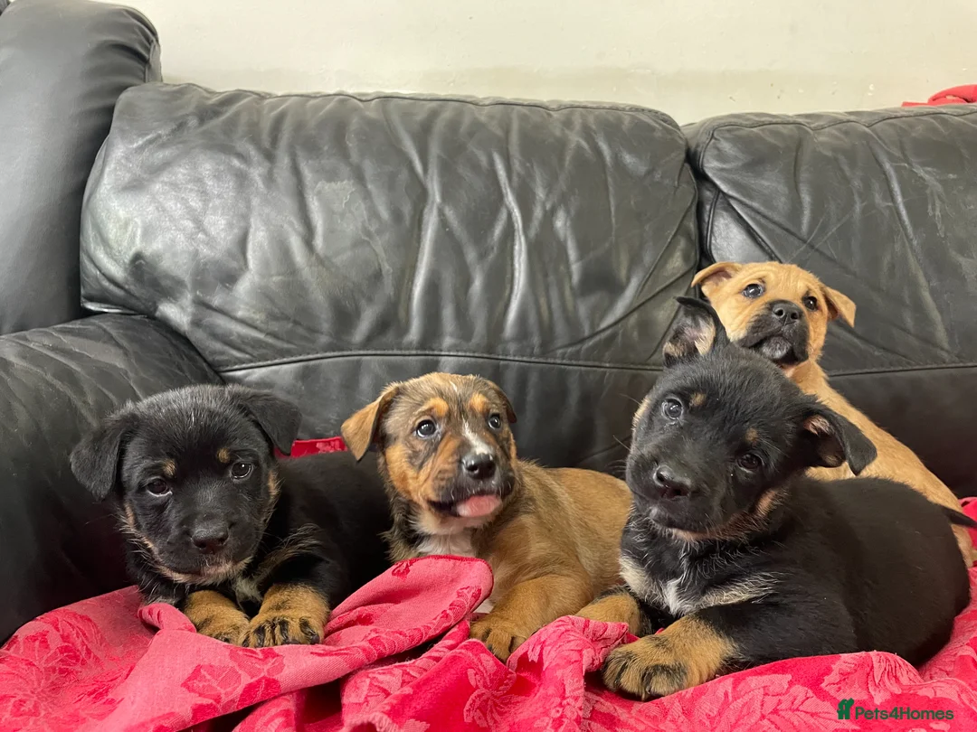 Mixed Breed dogs for sale: German shepherd x Staff litter - super friendly - Advert 2