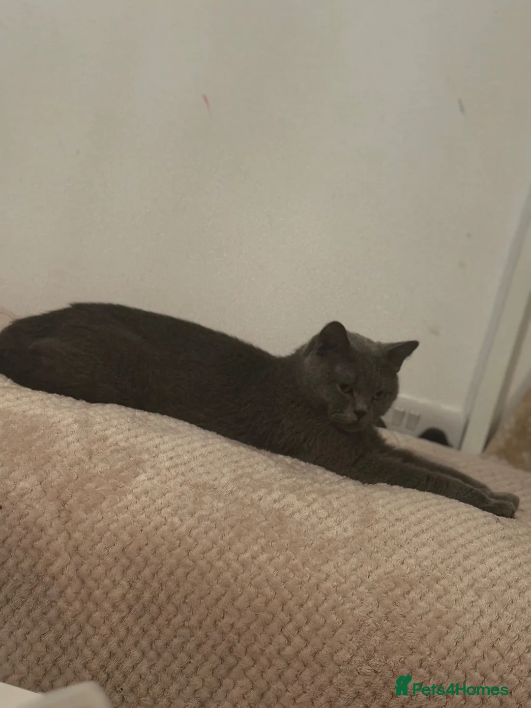 British Shorthair cats for sale: British short hair kittens  in Bolton - Advert 1