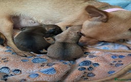 Chihuahua dogs for sale: Chihuahua puppies for sale  - Advert 1