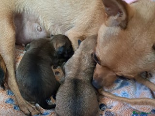 Chihuahua dogs for sale: Chihuahua puppies for sale - Advert 1