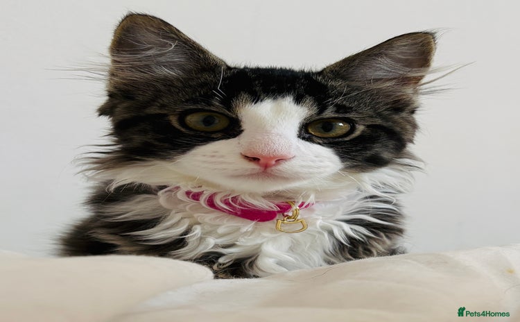 Ragdoll cats - Advert 4