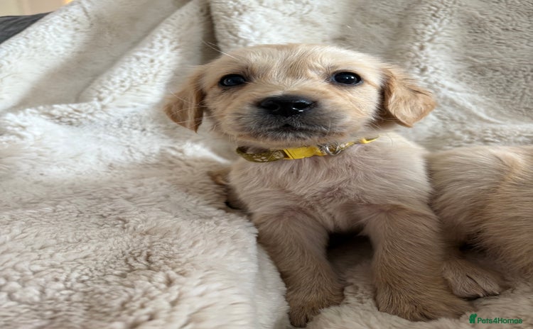 Golden Retriever dogs - Advert 9