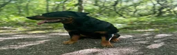 Rottweiler dogs for stud: Rottweiler for stud  - Advert 2