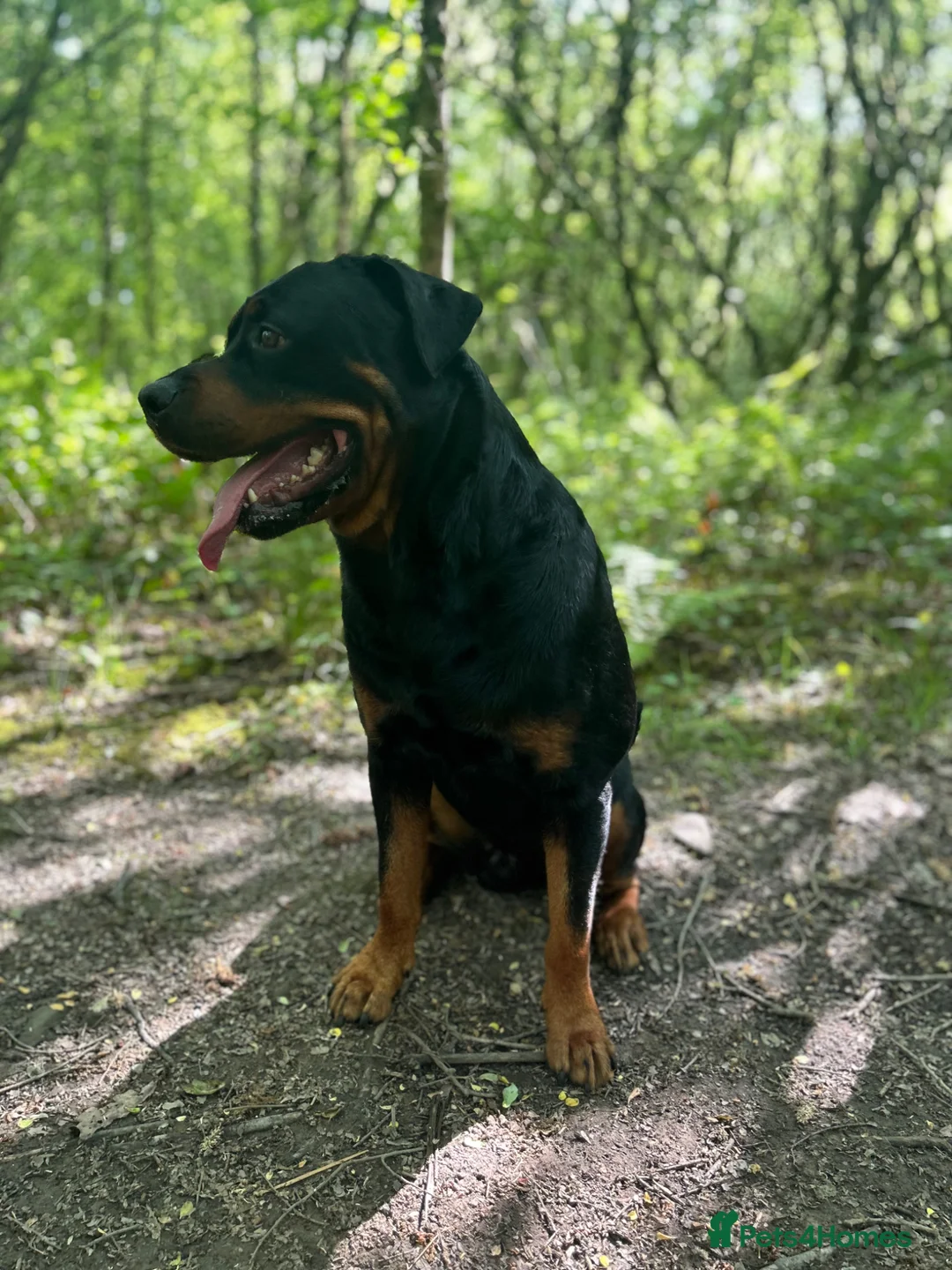 Rottweiler dogs for stud: Rottweiler for stud  - Advert 2