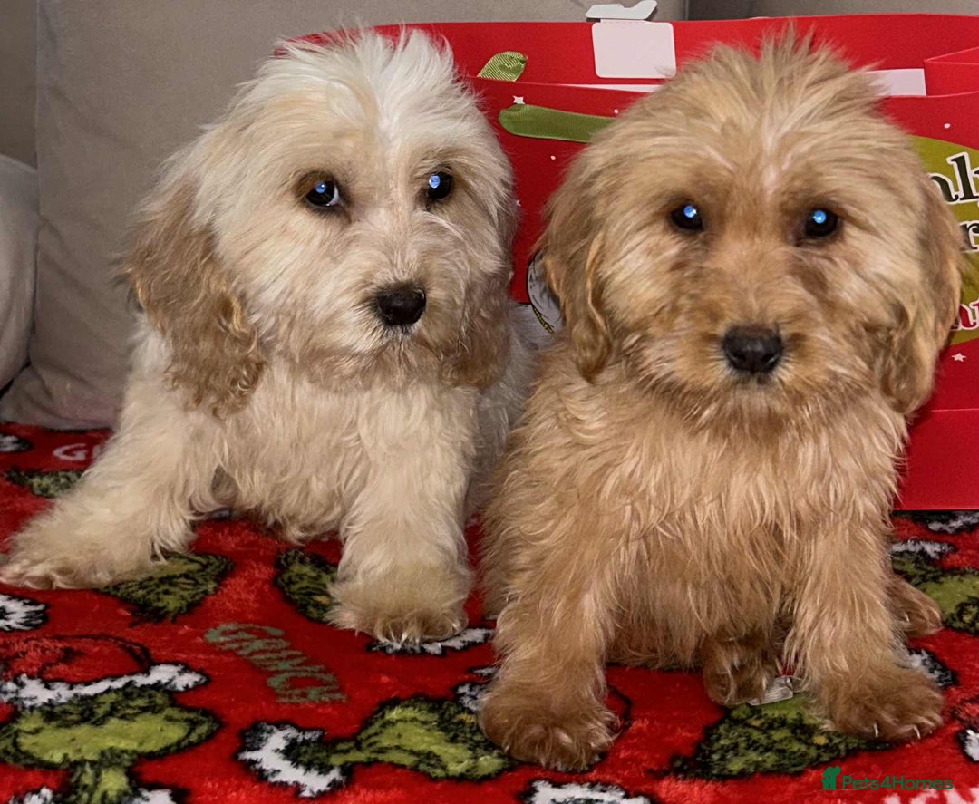 Cockapoo dogs for sale: Stunning cockapoo puppies - Advert 15