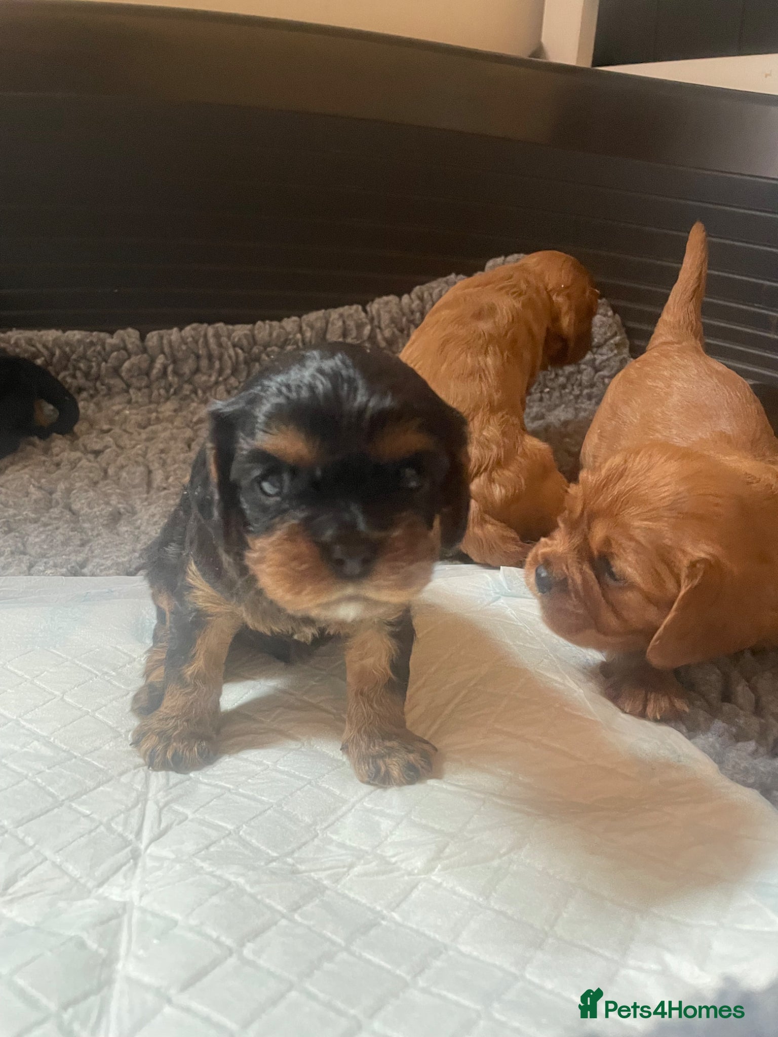 Cavalier King Charles Spaniel dogs King Charles cavalier babies  - Advert 2