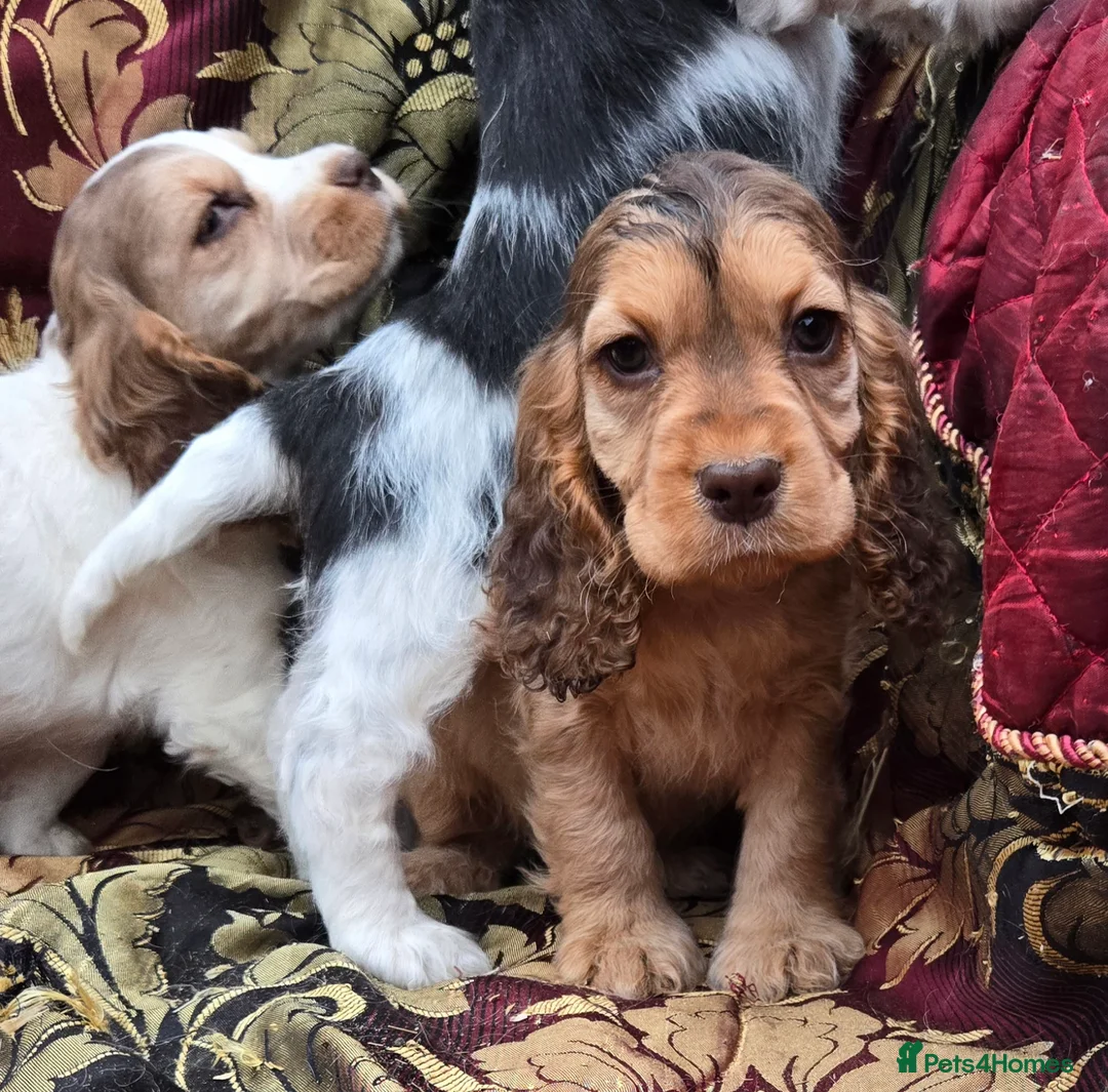 Cocker Spaniel dogs for sale: Stunning litter of cocker spaniel pups ready now. - Advert 16
