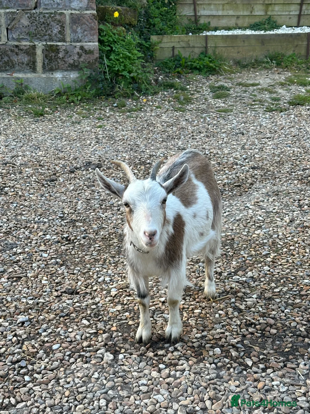 Goats livestock for sale: Twin Female Pygmy Goats. 2yrs old  - Advert 2